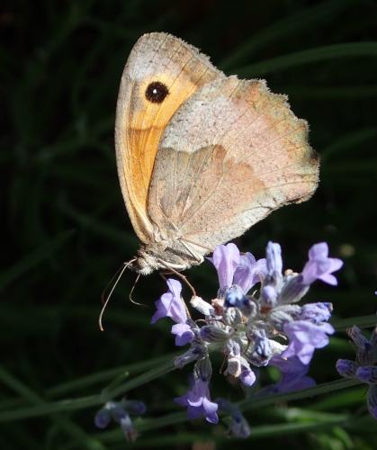 Réf. 317 082 : Maniola jurtina